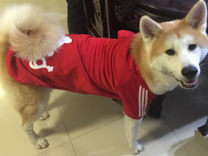怎么特训宠物猫狗