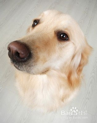 人把宠物狗打了会怎么样