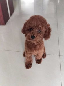 泰迪每天吃多少狗粮