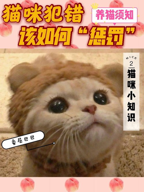 宠物猫犯错怎么惩罚