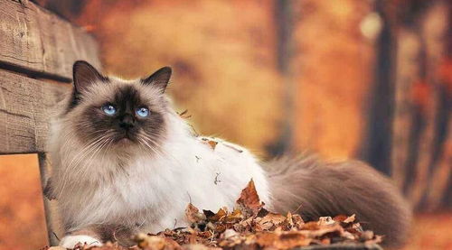 应该怎么买宠物猫呢