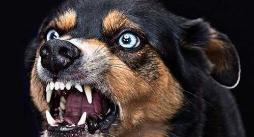 宠物狗发狂犬病会怎么样