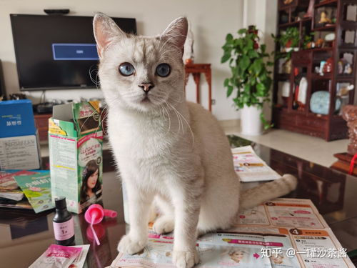 怎么买国庆宠物猫崽子
