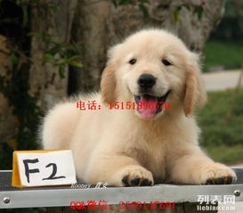 宠物狗金毛该怎么养好看