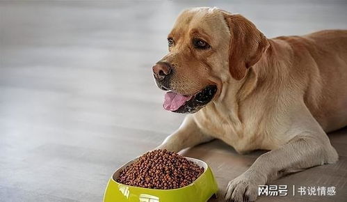 宠物狗怎么去油脂粒子的