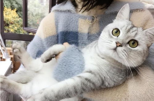 怎么抱抱宠物猫