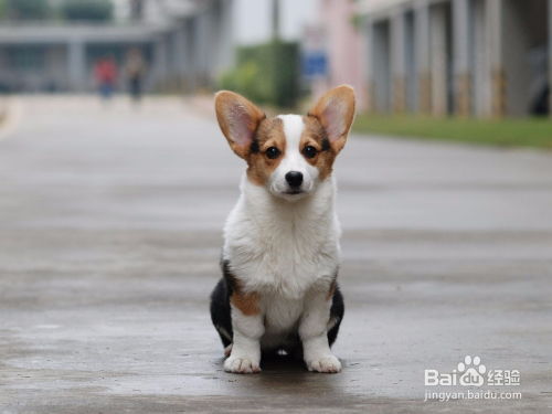 宠物狗不会大小便怎么办
