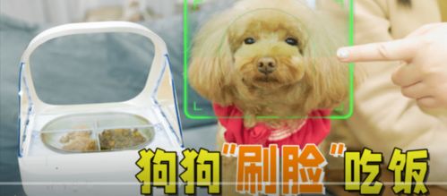 好想买个宠物狗怎么办呀