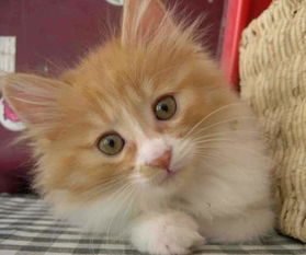 宠物猫怎么寄回家里