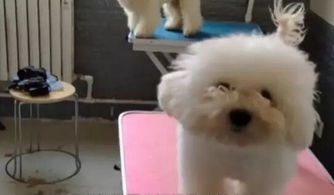 宠物狗养不了了怎么办呢