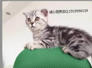 宠物猫怎么带回去