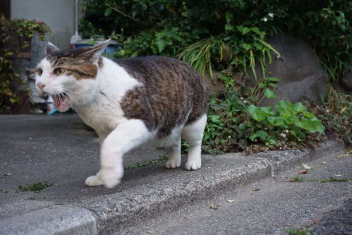 宠物猫跑丢后回来怎么办