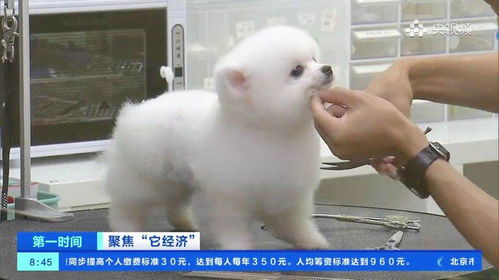 宠物狗博主怎么赚钱的啊