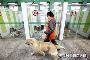 回家忍住不摸宠物狗了怎么办