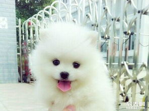 在成都怎么买宠物狗犬呢