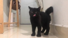 宠物猫屎臭不臭呀怎么看