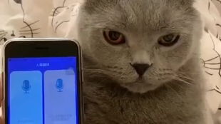 怎么让宠物猫跟人玩