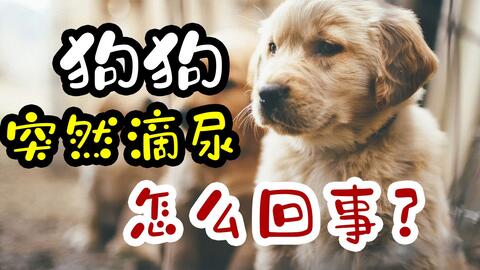 宠物狗一直滴尿怎么办啊