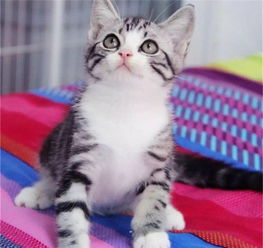 宠物猫幼崽怎么销售