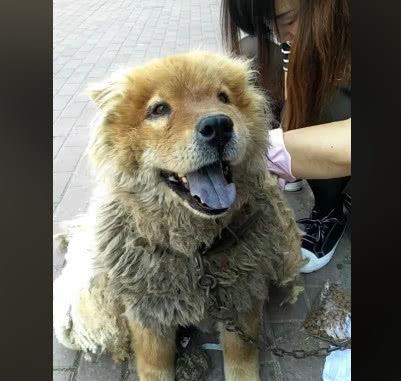 孩子得到宠物狗怎么办呢