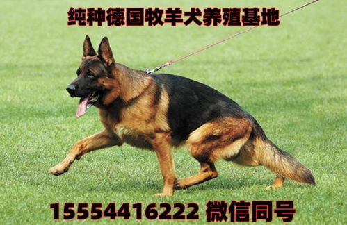 纯种德牧幼犬多少钱一只