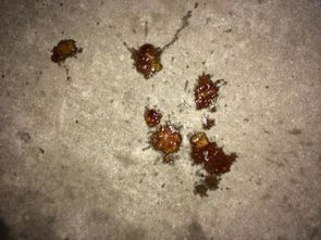 宠物狗大便拉血怎么治