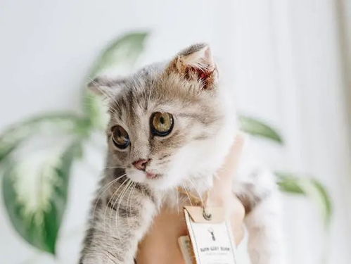 怎么培育宠物猫