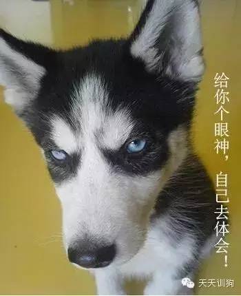 宠物狗怎么能听话一些呢