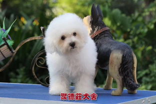 比熊宠物狗怎么卖的好呢
