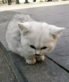 捡到遗弃宠物猫怎么处理