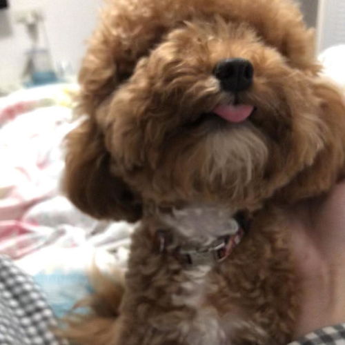 宠物狗在外边叫怎么办