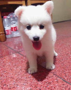 小伙伴宠物狗怎么养的好