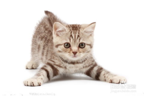 同城猫咪怎么领养宠物猫