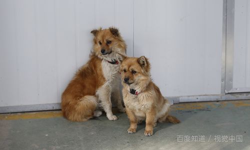 怎么样可以领养宠物狗呢