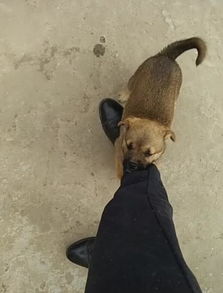 宠物狗很会撒娇怎么办啊