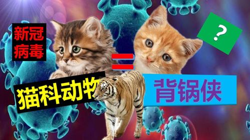 宠物猫感染了新冠怎么办