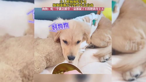 喂宠物狗吃零食会怎么样