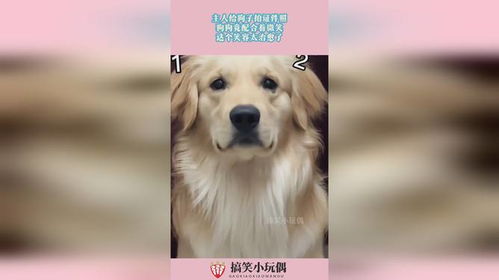 和宠物狗的证件照怎么拍