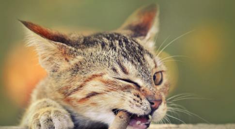 宠物狗猫怎么喂养比较好