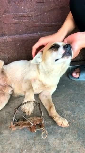 宠物狗乘电梯被夹住怎么办