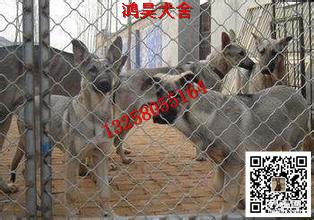 五个月宠物狗怎么喂养好