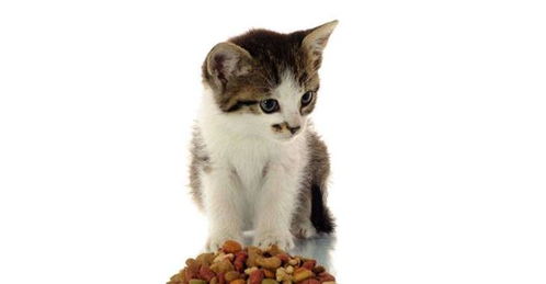 宠物猫怎么换猫粮吃