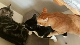 宠物猫抓鱼吃怎么办啊