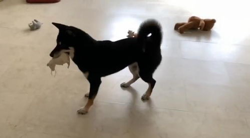 宠物狗见新主人怎么办呢