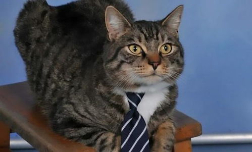 怎么用纸做专属宠物猫