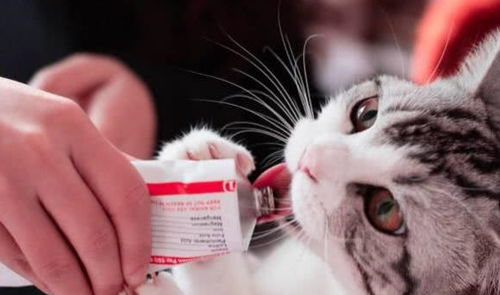 宠物猫怎么联系主人