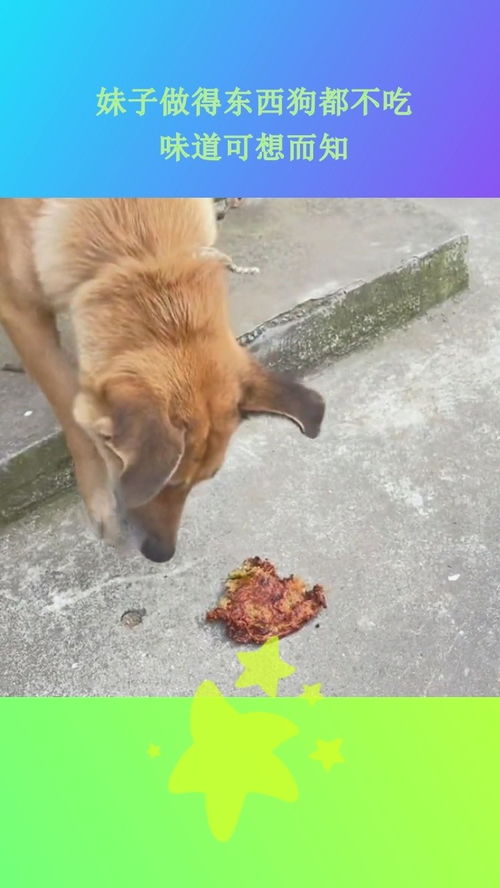 宠物狗吃的东西怎么做的