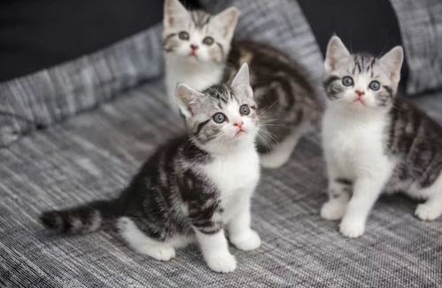 白色小宠物猫怎么养