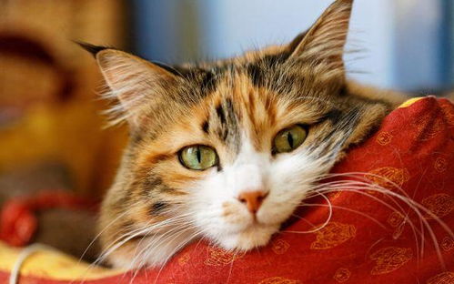 夏季宠物猫怎么养护毛