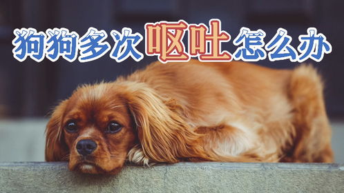 宠物狗吐了很多次怎么办